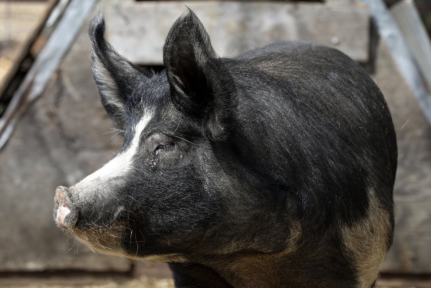 The Minnesota agricultural commissioner said 10,000 hogs a day are being euthanized in Minnesota.