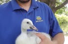 This young swan took a road trip to Iowa to enter foster care.
