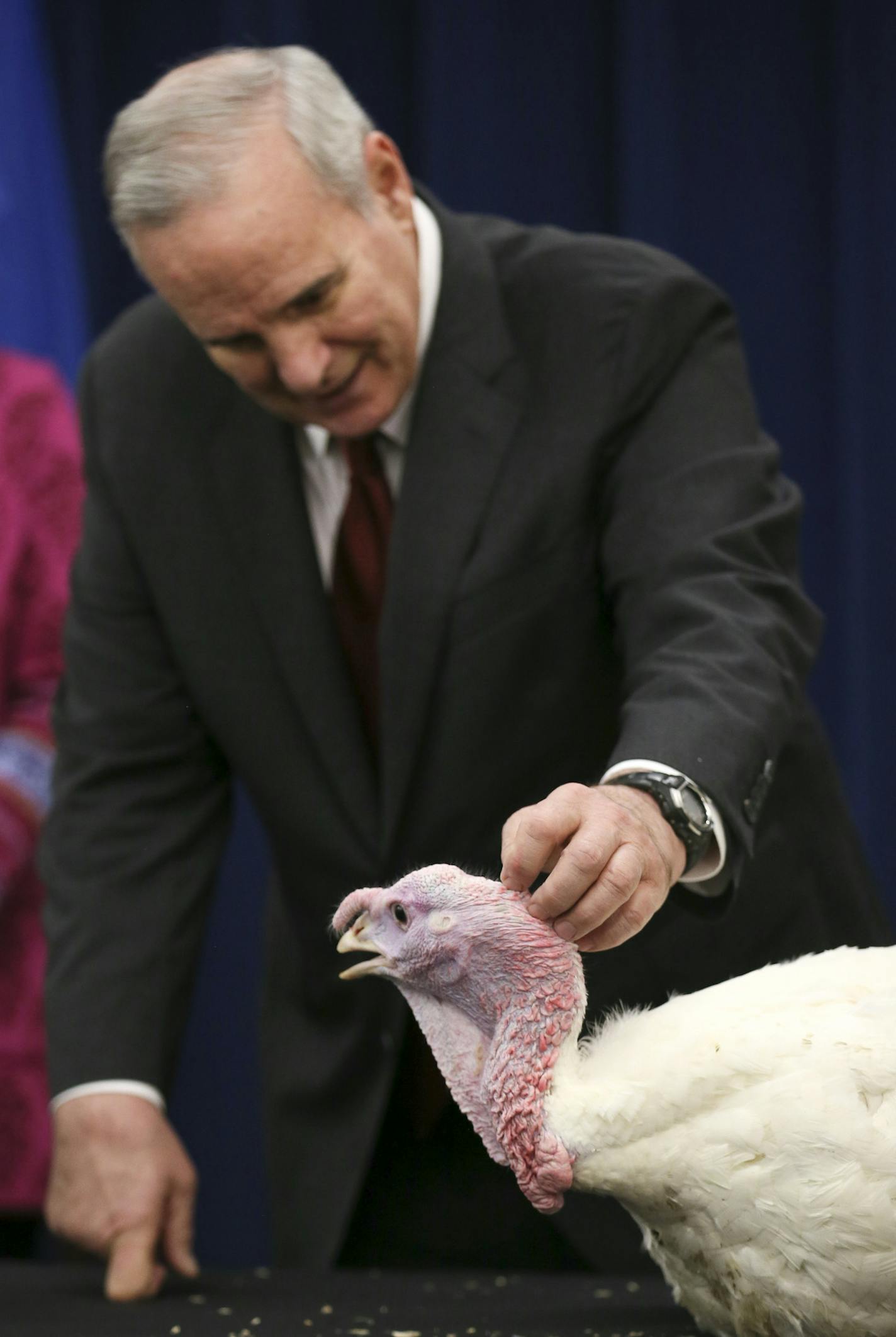 Governor Mark Dayton kicked off Thanksgiving week with an appearance with "Aaron" the 40 lb. turkey (Named after Green Bay QB Aaron Rodgers) After a bit of ruffled feathers, the turkey settled down with the calming touch of the Governor. ] Brian.Peterson@startribune.com St. Paul, MN - 11/23/2015