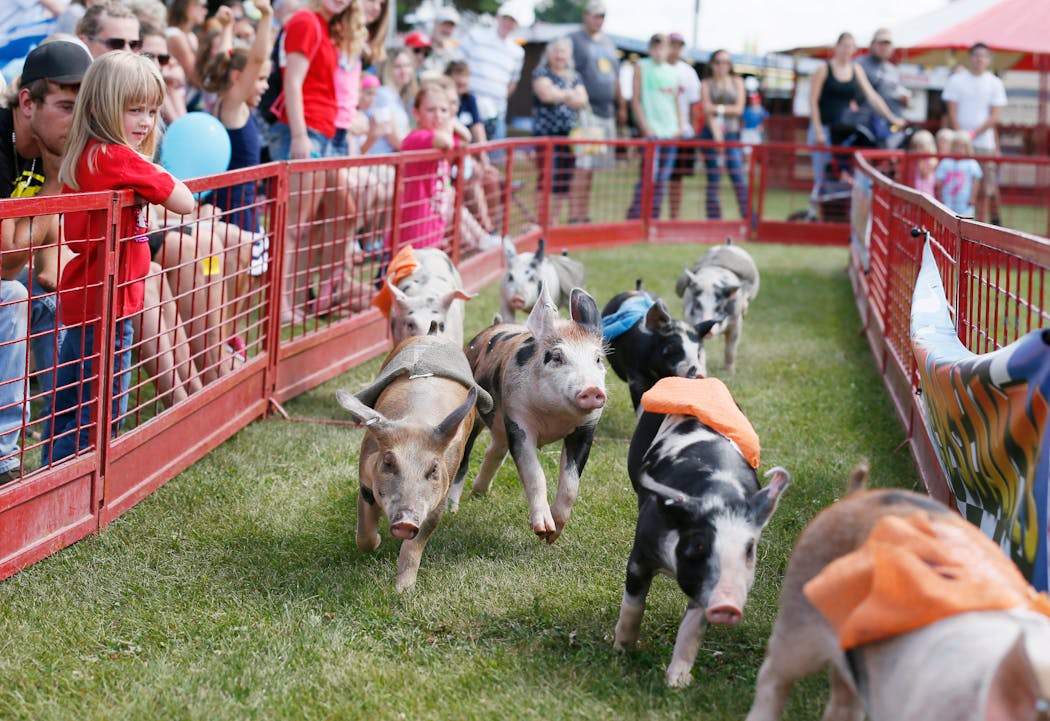 Pigs raced at the Washington County Fair in 2013.