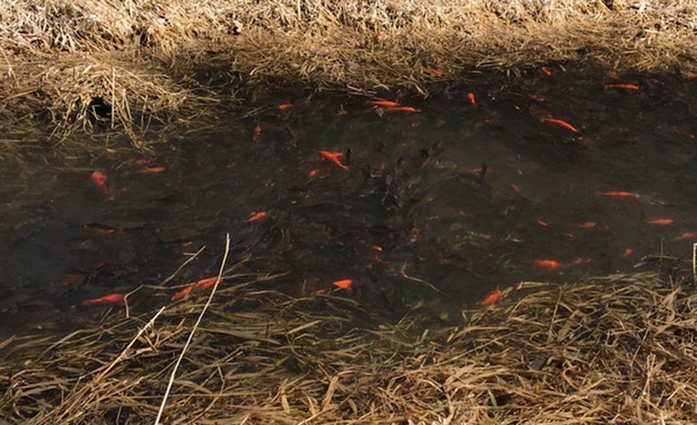 Goldfish, a carp native to Asia, feed on lake bottoms, stirring up plants and sediment, which can increase algae growth.