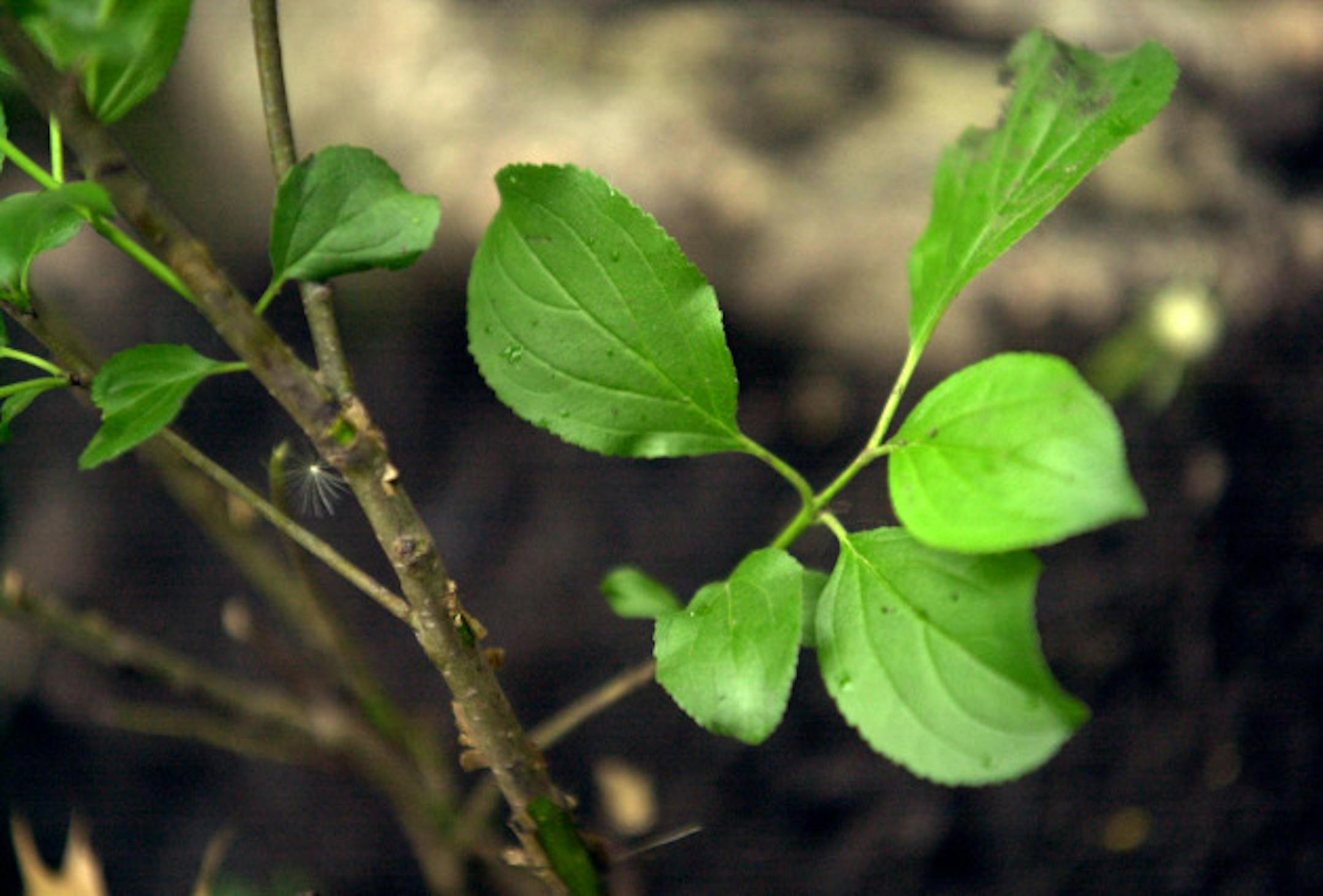 GENERAL INFORMATION: River cleanup continues along the banks of the Mississippi including ridding the area of invasive species.