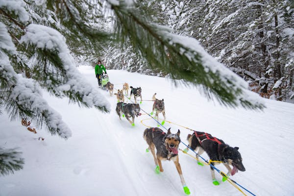 Ryan Redington takes his sled dog team on a training run a few weeks before the start of the John Beargrease Sled Dog Marathon Thursday, Jan. 12, 2023