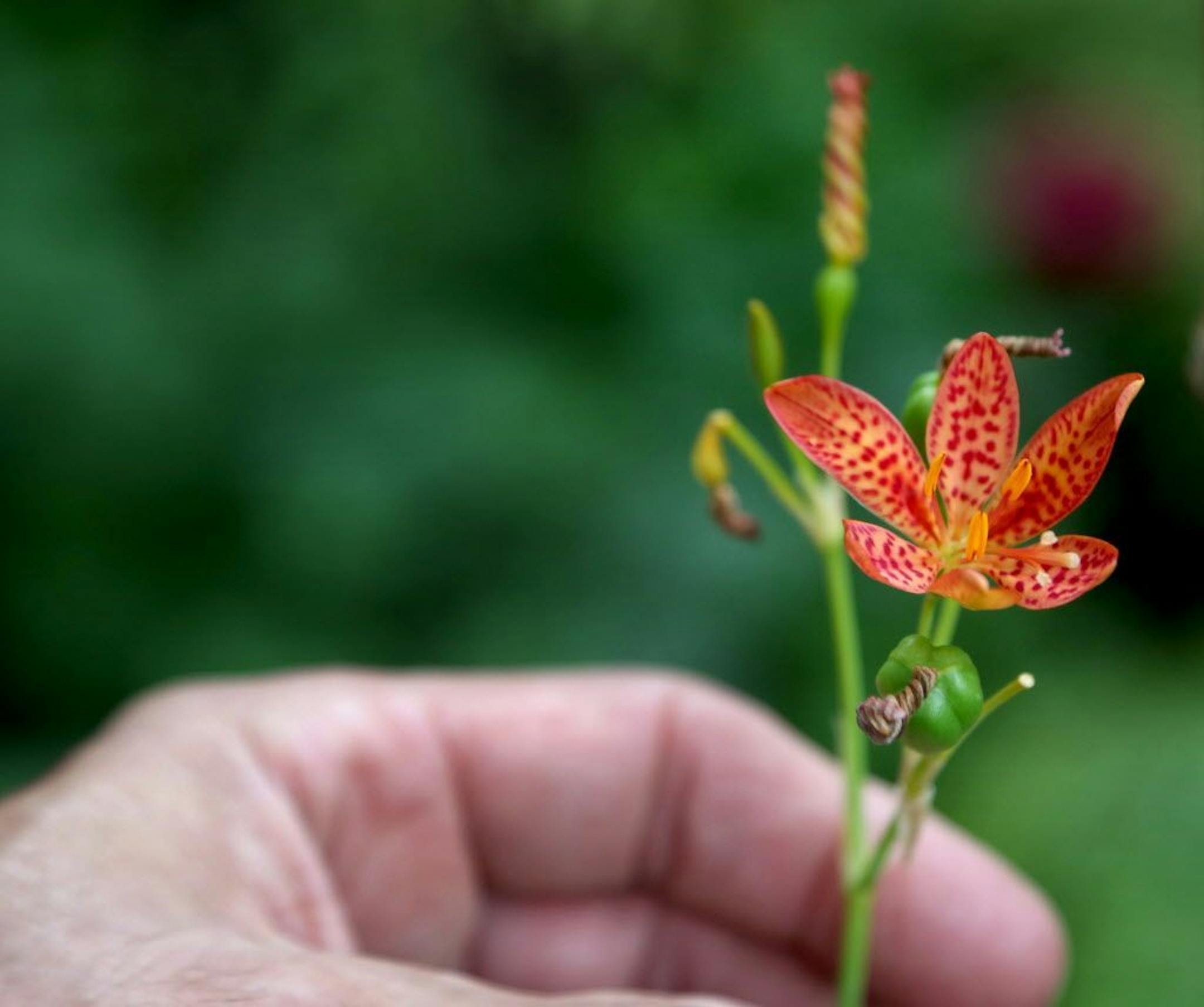 A candy lily flower.