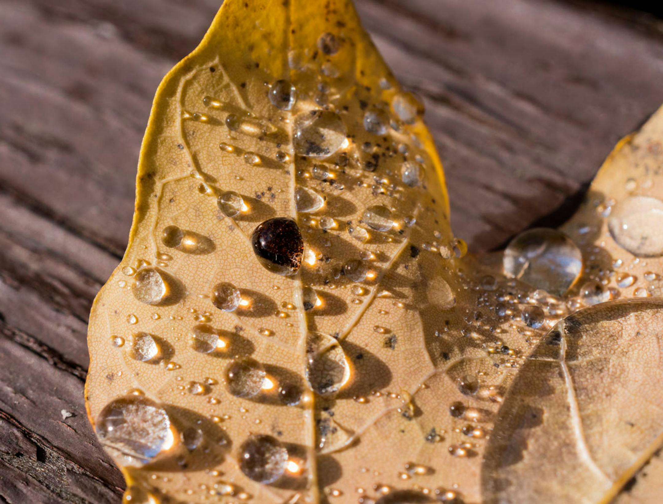 Ann Beadle-Reinitz, Mound. Raindrops on fallen leaves. [focus110517
