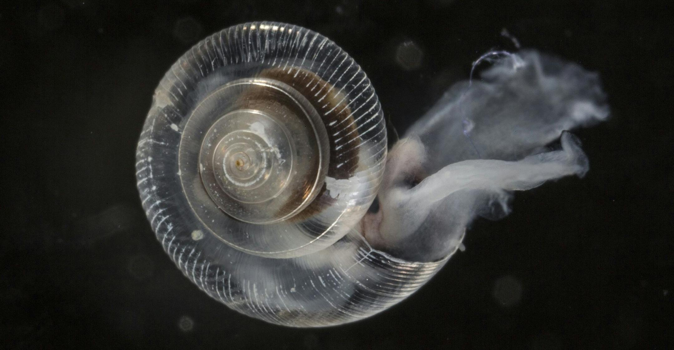 Tiny, translucent snails, also known as sea butterflies, provide food for salmon, herring and other fish. The shell of this pteropod was exposed to elevated CO2 conditions in a laboratory. (Steve Ringman/Seattle Times/MCT)