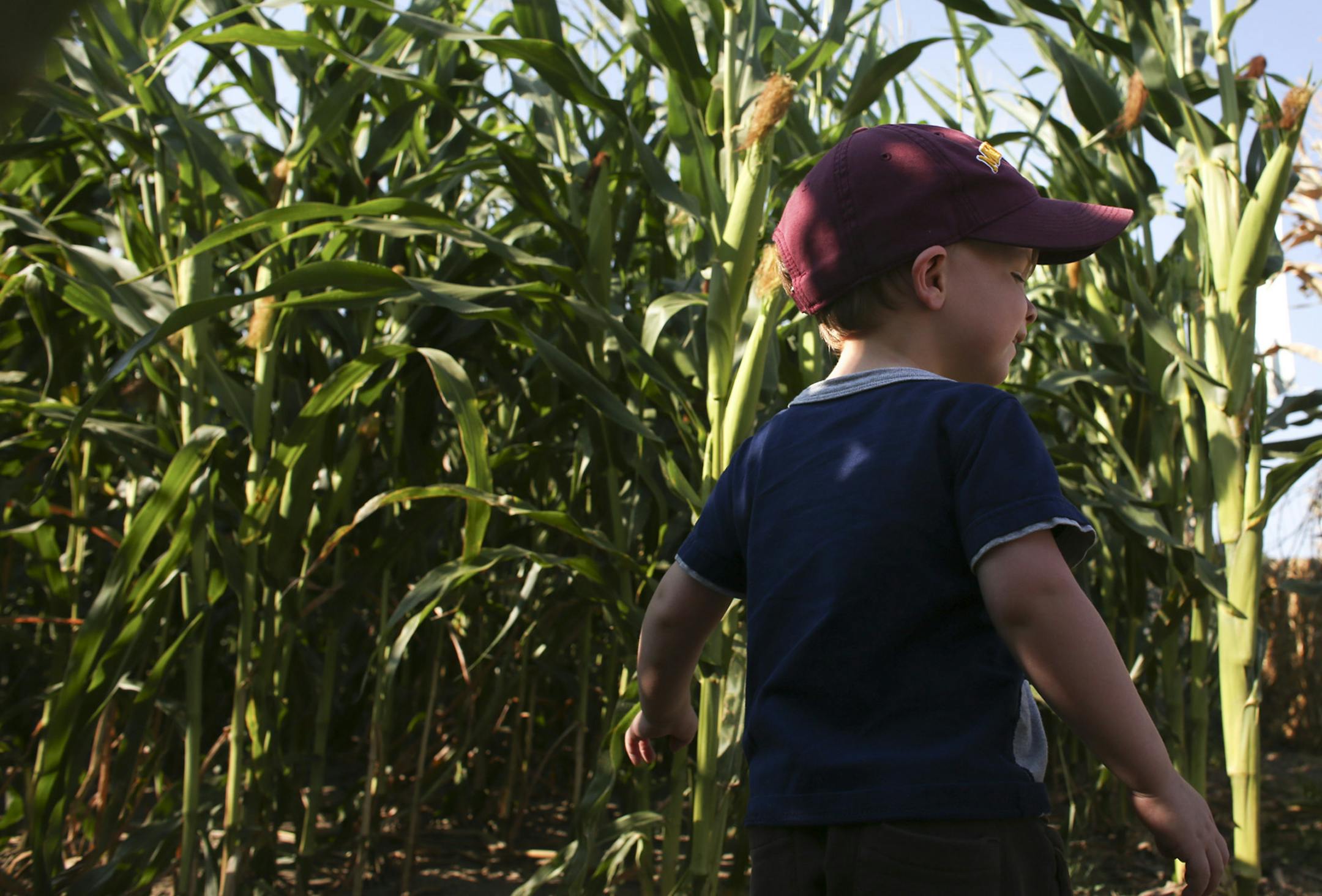 Andy Cusick, 2, of Minneapolis, waited to enter one of the corn mazes at the Shafer Corn Maze in Shafer, Min., Saturday September 1, 2012. ] (KYNDELL HARKNESS/STAR TRIBUNE) kyndell.harkness@startribune.com ORG XMIT: MIN1209011708595615