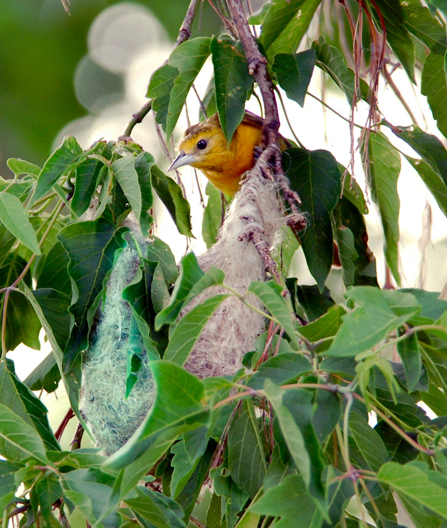 A female oriole working on her nest construction can be glimpsed through tree leaves.