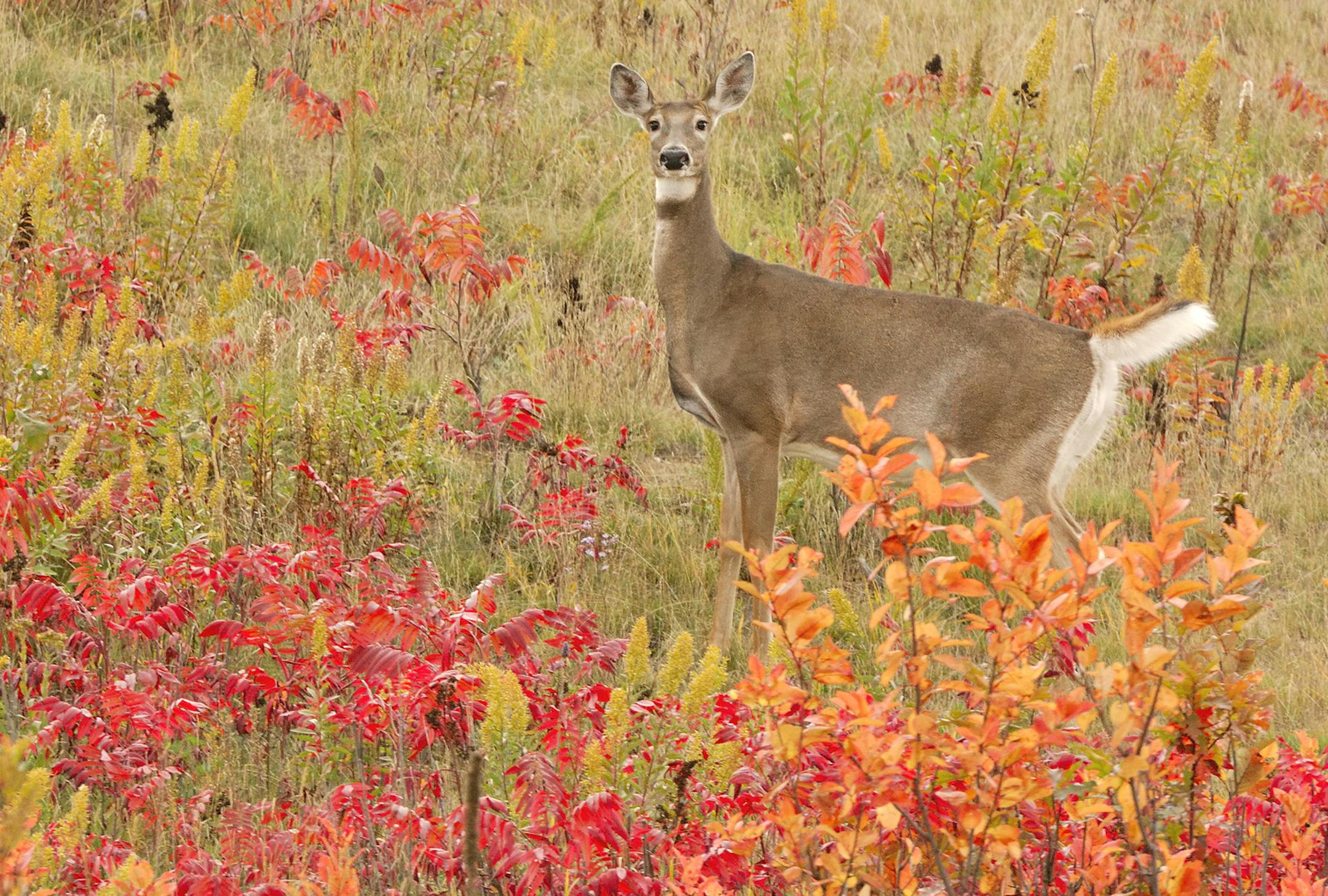 00275-204.20 White-tailed Deer doe is in meadow during peak of fall color. Hunt, scout, feed, log, logging, fire, manage.