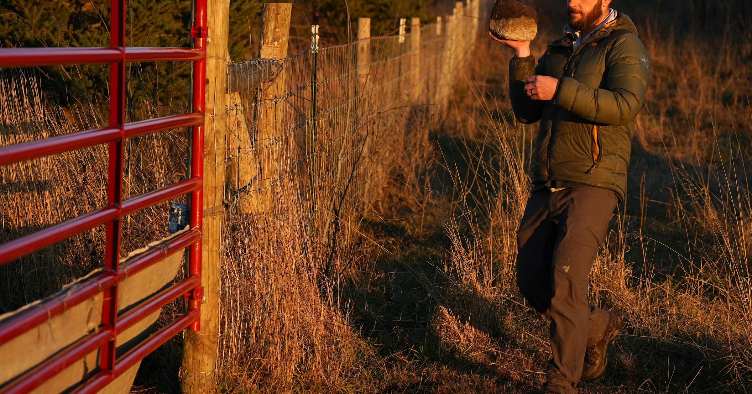 Reports of wolves killing livestock in Minnesota reach a record high