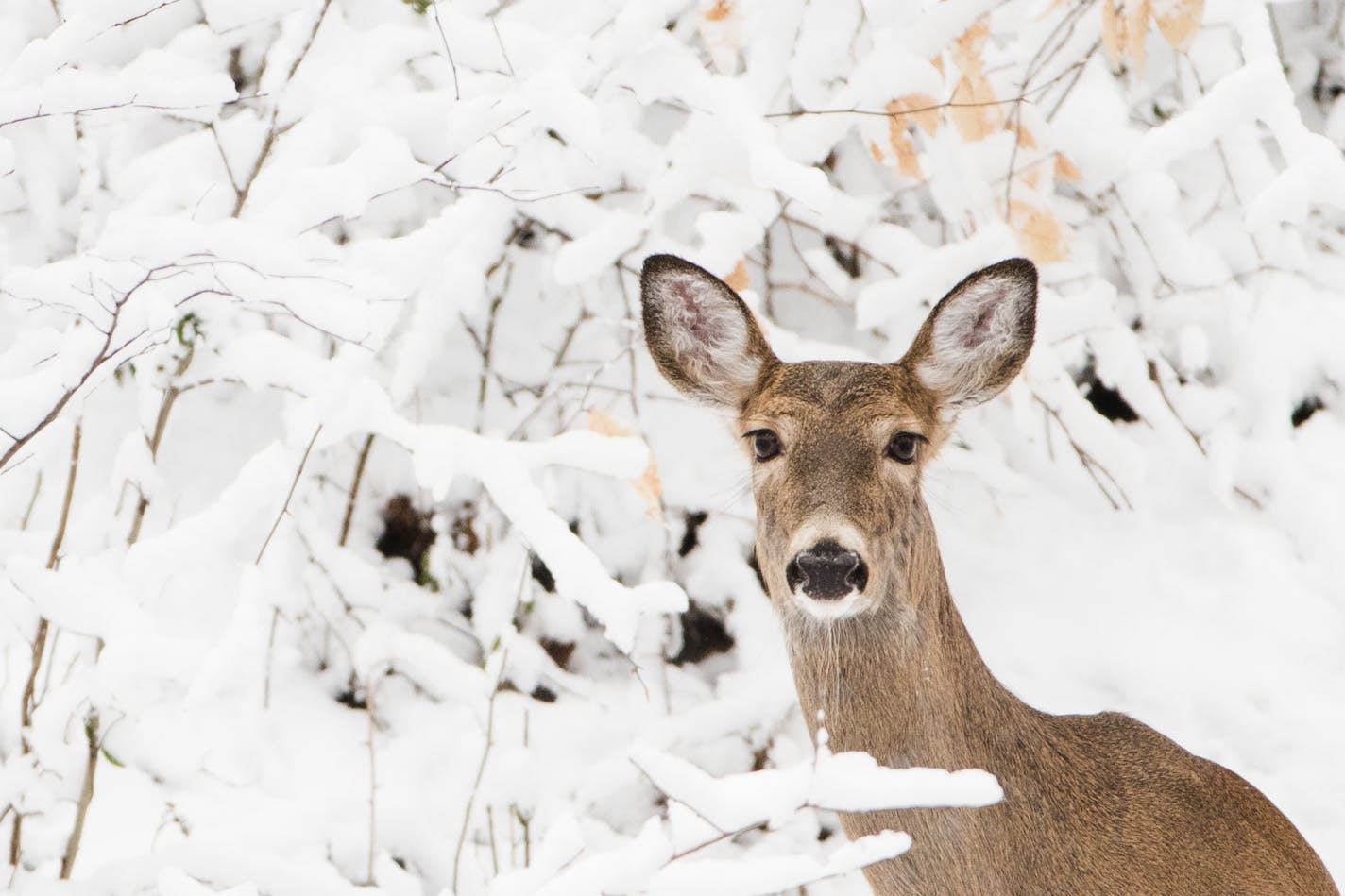 A deer stand on a hill newly covered in snow.