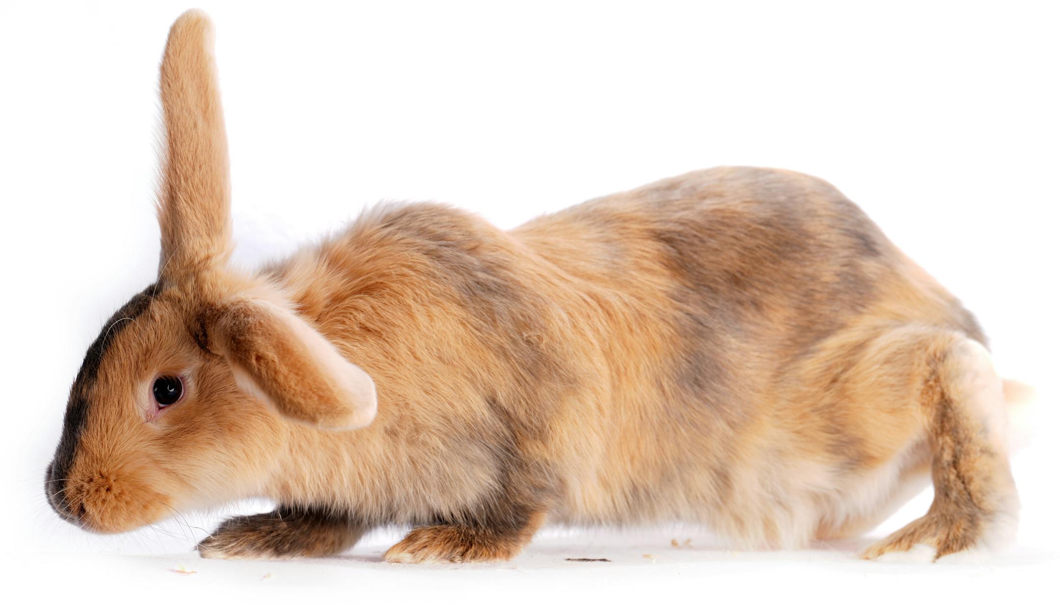 A Harlequin rabbit shown by Erik Bengtson of Canton, Minn.