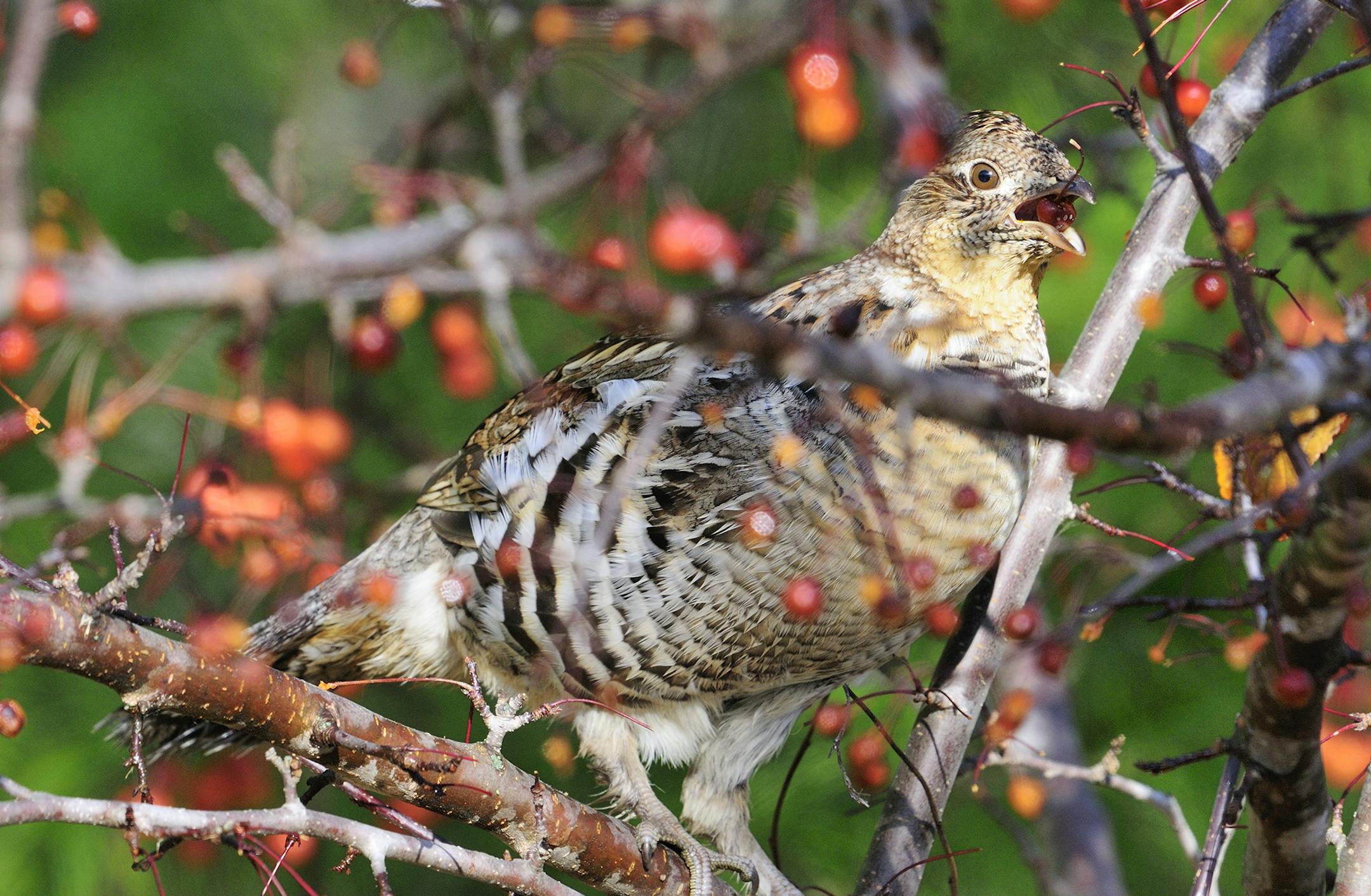 DO NOT USE! ONE-TIME USE WITH BILL MARCHEL COPY ONLY! Photo by Bill Marchel. Ruffed grouse often feed on fruit, especially that of the gray dogwood, in the early fall. This grouse found a likeing to crab apples.