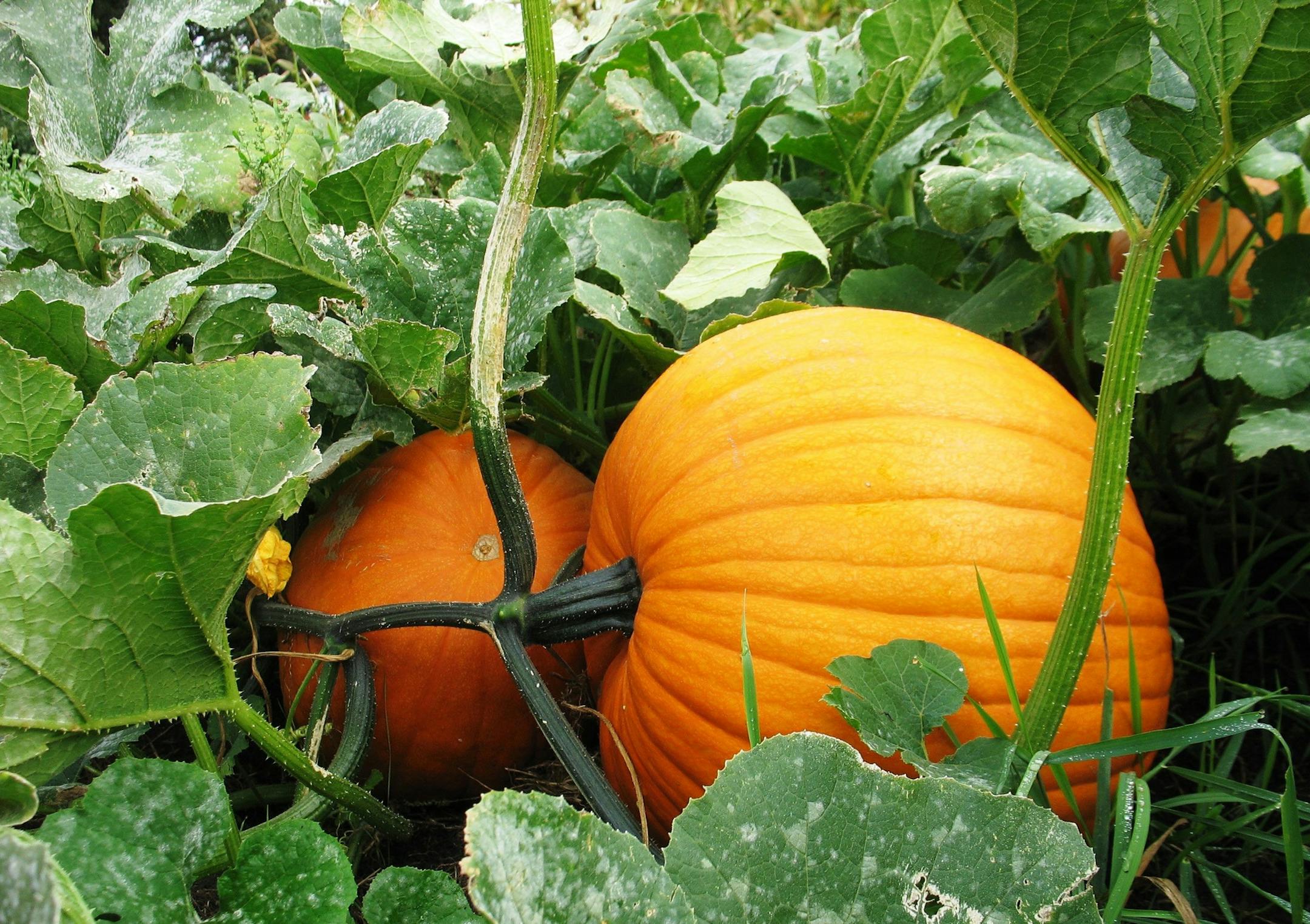 In this photo taken Sept. 22, 2009, pumpkins are seen in a where pumpkins, like these growing on a farm in rural New London, Minn., are better than expected. An extension educator at the University of Minnesota-Crookston, says the cool summer will affect pumpkin production statewide. (AP Photo/West Central Tribune, Carolyn Lange) ORG XMIT: MIN2013093011223023
