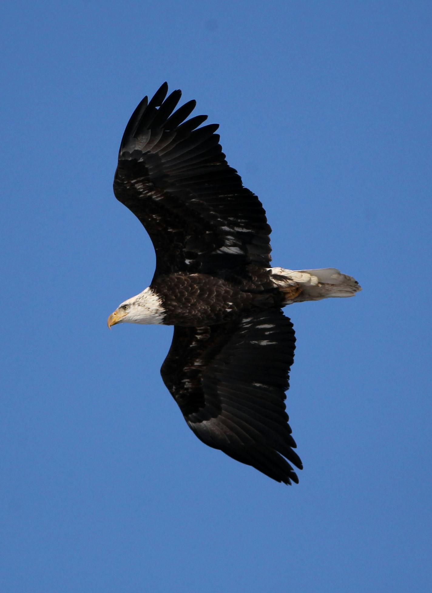 A mature bald eagle cruises the skies; a pair of eagles on the hunt for fish; as the eagles circle overhead, a flock of mergansers takes flight; an immature bald eagle grabs a fish from the water.