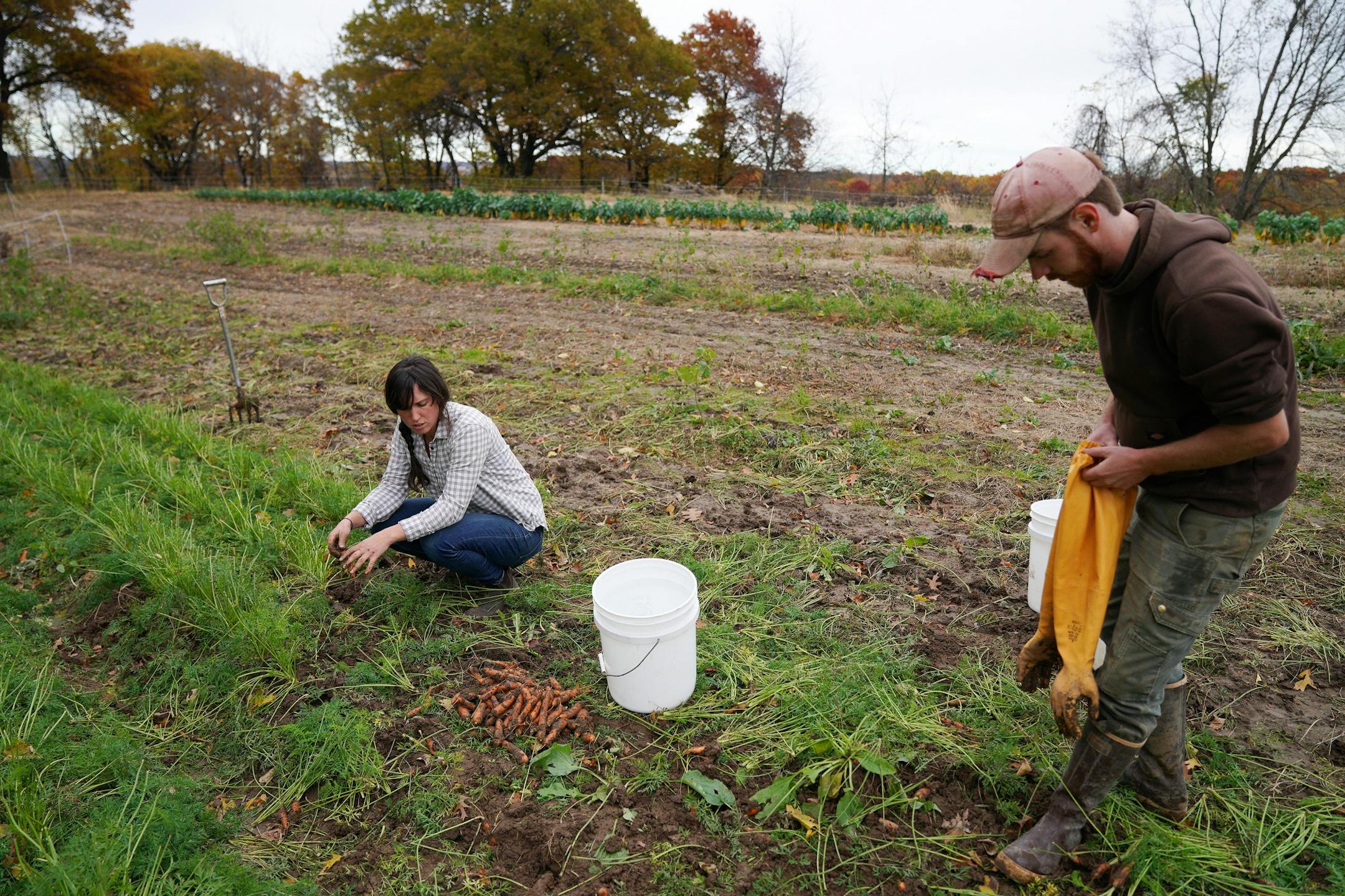 Vegetable farmer Kristin Pearson harvested carrots along with her field manager Jay Acker at her rented land.