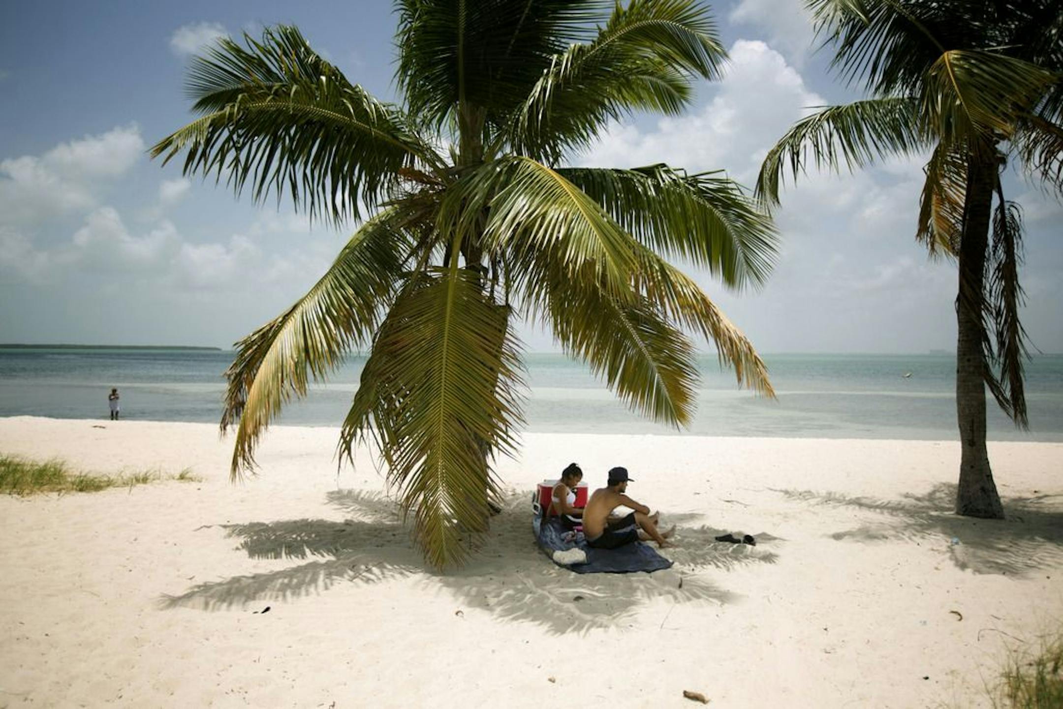FILE - In this July 1, 2015 file photo, Marvin Hernandez, right, and Kelly Vera sit in the shade of a palm tree, in Key Biscayne, Fla. Florida's iconic palm trees are under attack from a fatal disease that turns them to dried crisps in months, with no chance for recovery once they become ill. Spread by a rice-sized, plant-hopping insect, lethal bronzing has gone from a small infestation on Florida's Gulf Coast to a nearly statewide problem in just over a decade.