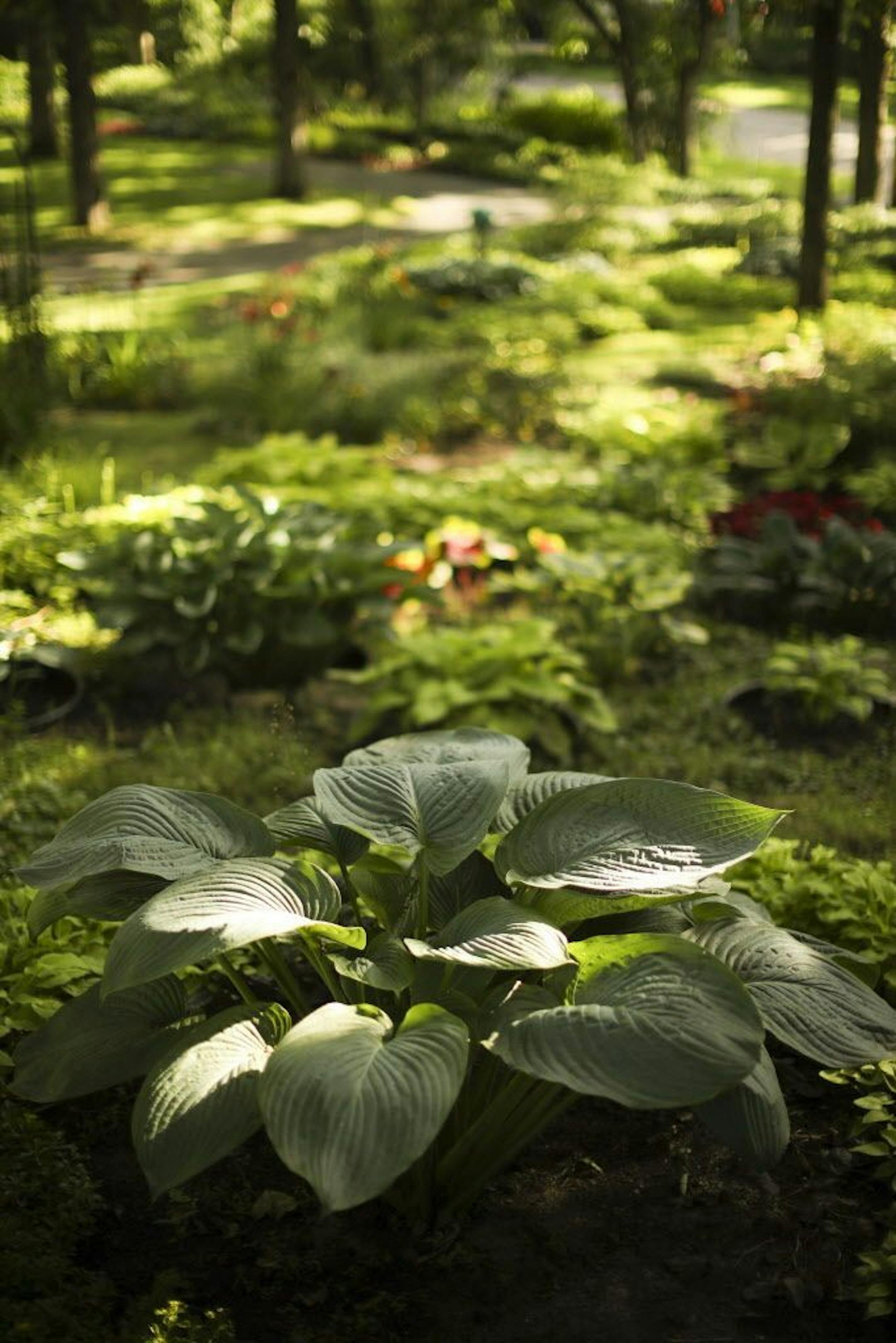 This hosta with giant leaves was a recent addition to the couple's front-yard garden.