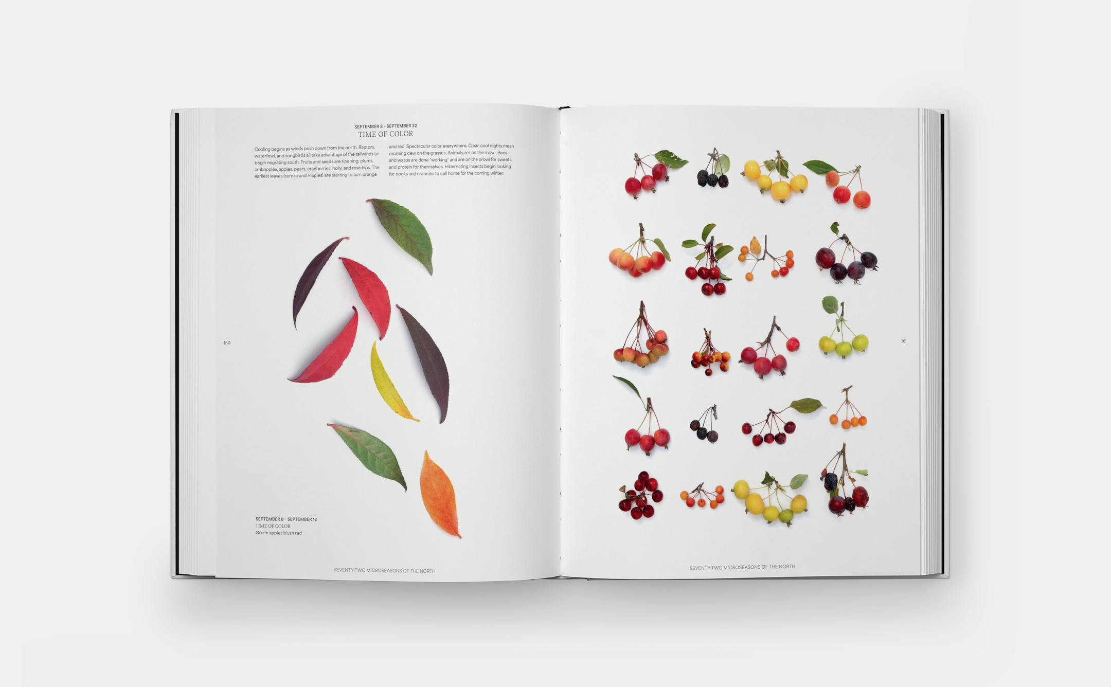 Graphic arrangements of found nature items such as feathers, fish, and fiddleheads photographed by Mary Jo Hoffman from her new coffee-table book "Still."