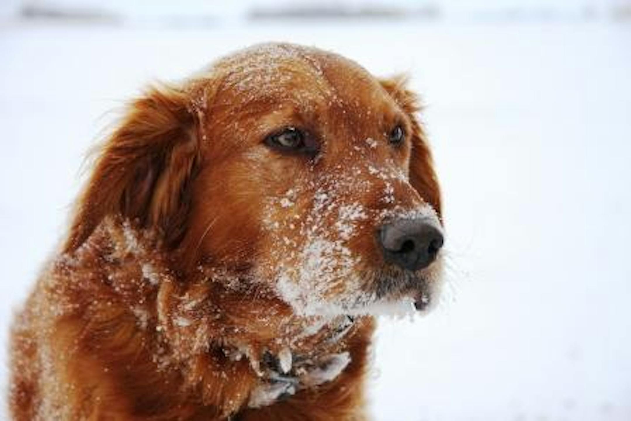 John Maile's Golden Retrievers were snow machines on this snowshoe pheasant hunt.