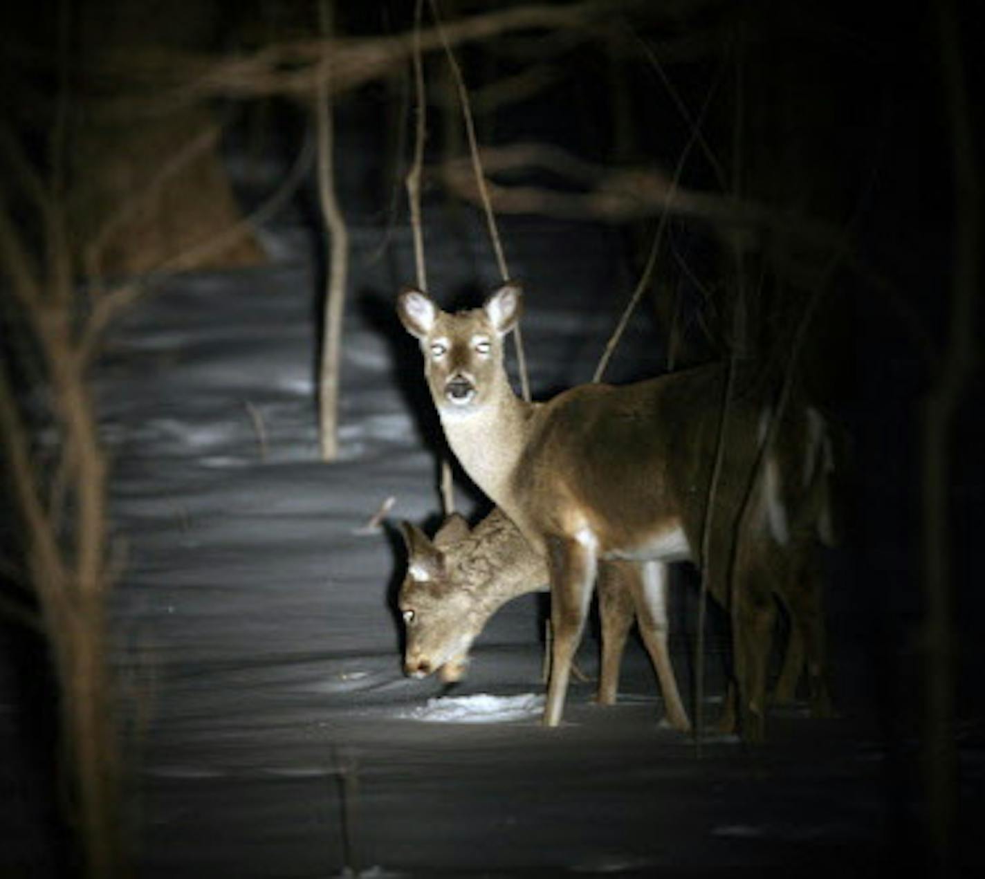 BRIAN PETERSON &#xef; brianp@startribune.com March 10, 2008 PHOTO ILLUSTRATION - Shining deer is legal in Minnesota. ORG XMIT: MIN2012112716062083