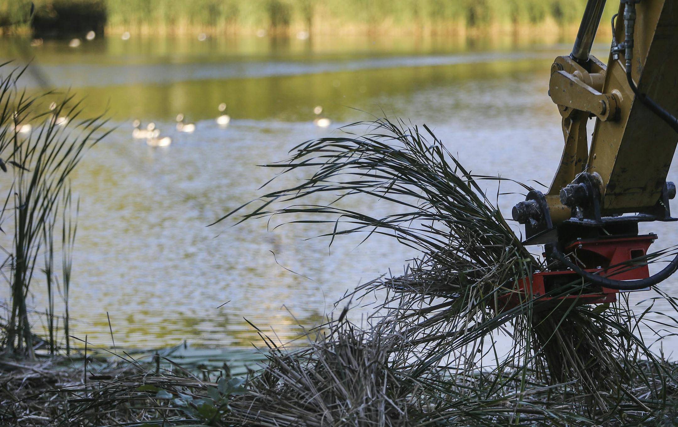 Workers from Applied Ecological Services were cutting down non-native, invasive cattails in Loring Park Wednesday, Oct. 8, 2014, in Minneapolis, MN.](DAVID JOLES/STARTRIBUNE)djoles@startribune.com The execution begins Tuesday for the cattails that ring Loring Pond. They're considered noxious by some park residents because they're rapidly filing the ponds in one of the city's oldest parks, blocking the view of the water.