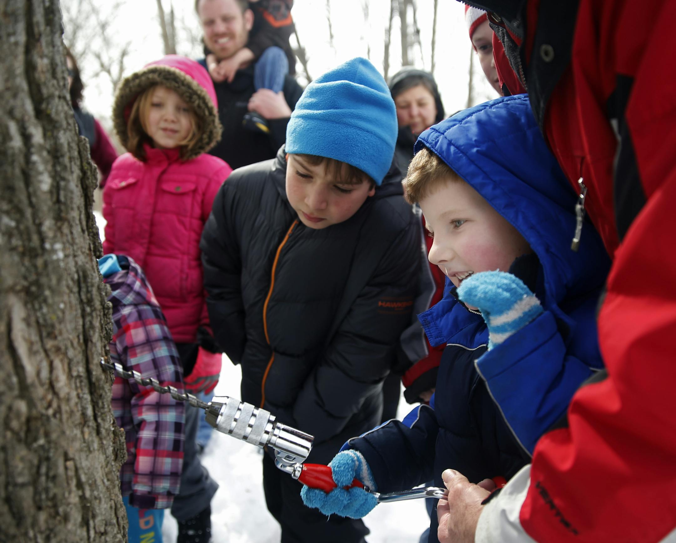 At the Eastman Nature Center at Elm Creek Park Preserve, Logan Hedden(blue gloves),4, learned how to tap a maple tree to make syrup with the help of volunteer Les Kowal. It takes at least 40 gallons of sap to make 1 gallon of syrup.]richard tsong-taatarii/rtsong-taatarii@startribune.com