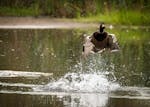Photo by Cliff Price:.A mallard uses his wings to push up from a pond.One time use
