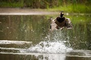 Photo by Cliff Price:.A mallard uses his wings to push up from a pond.One time use