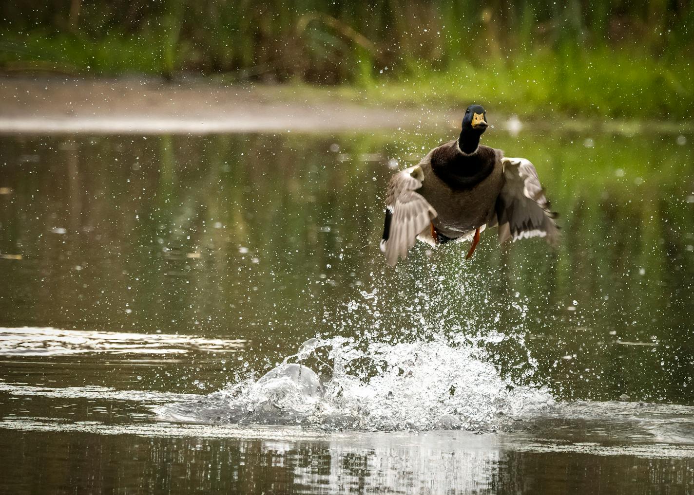 Photo by Cliff Price:.A mallard uses his wings to push up from a pond.One time use