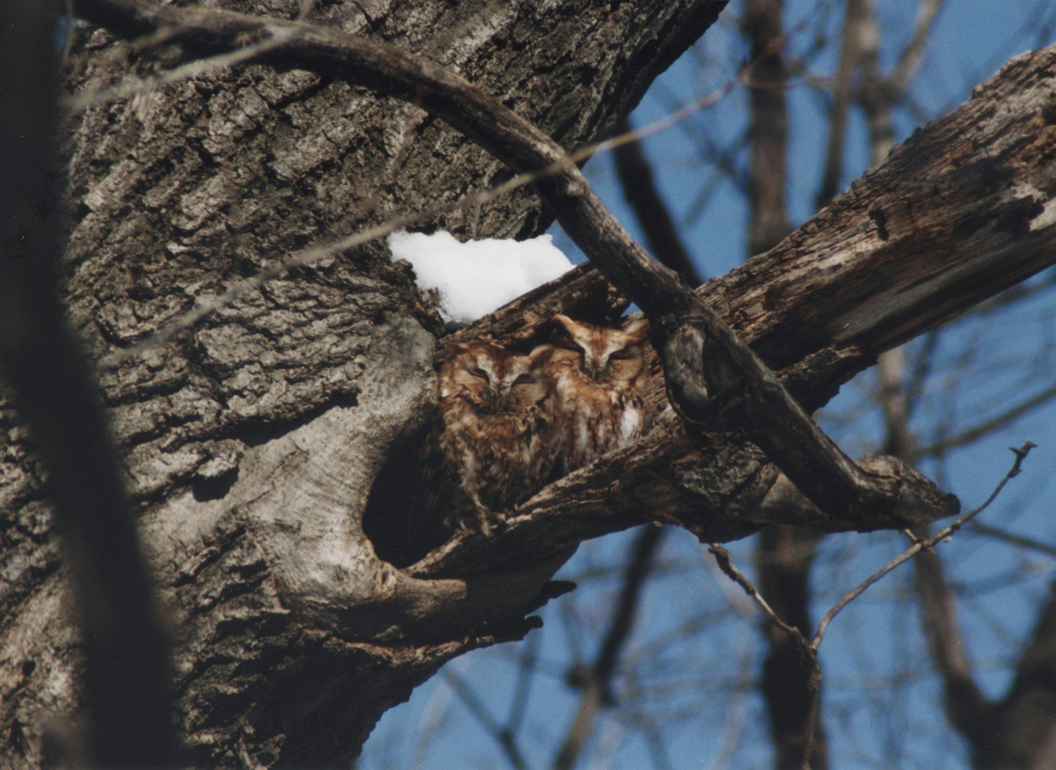 A pair of screech owls enjoys the winter sun.