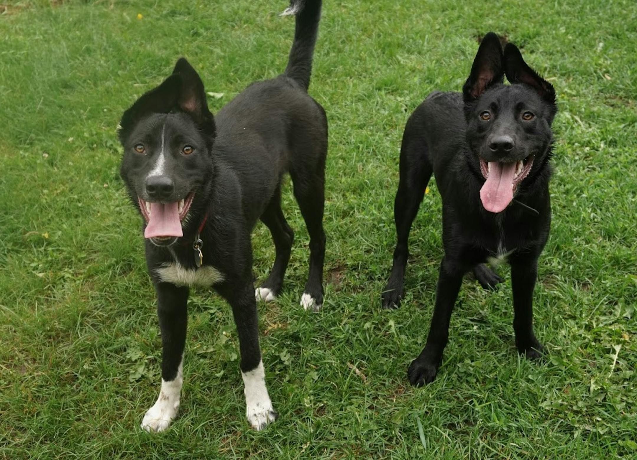The resemblance between Angus, left, and littermate Winston is very clear.