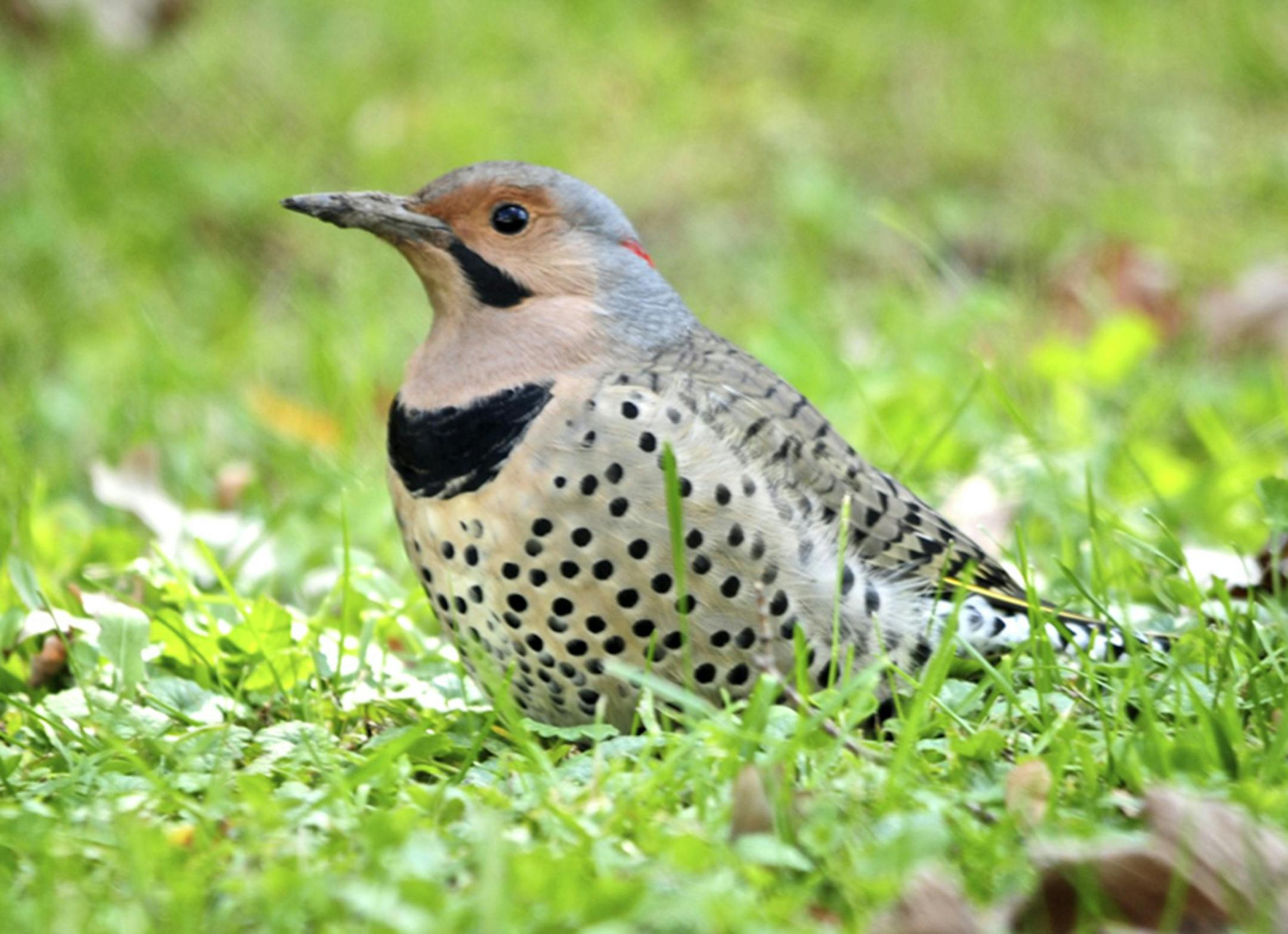 Northern flickers were featured on ladiesí hats.
Jim Williams