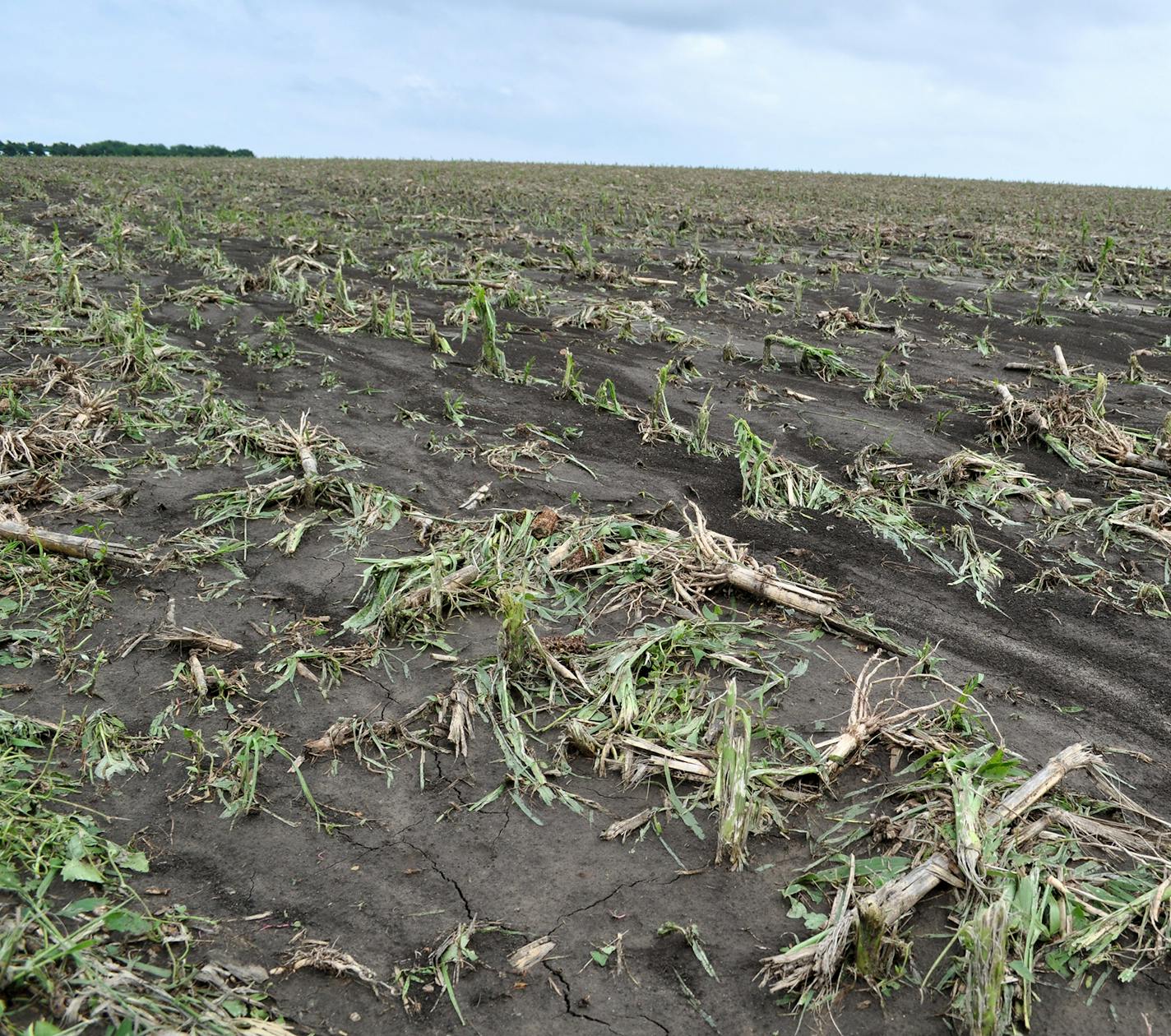 Hail damaged cornfields on Wednesday near Leota, Minn., 200 miles southwest of the Twin Cities.