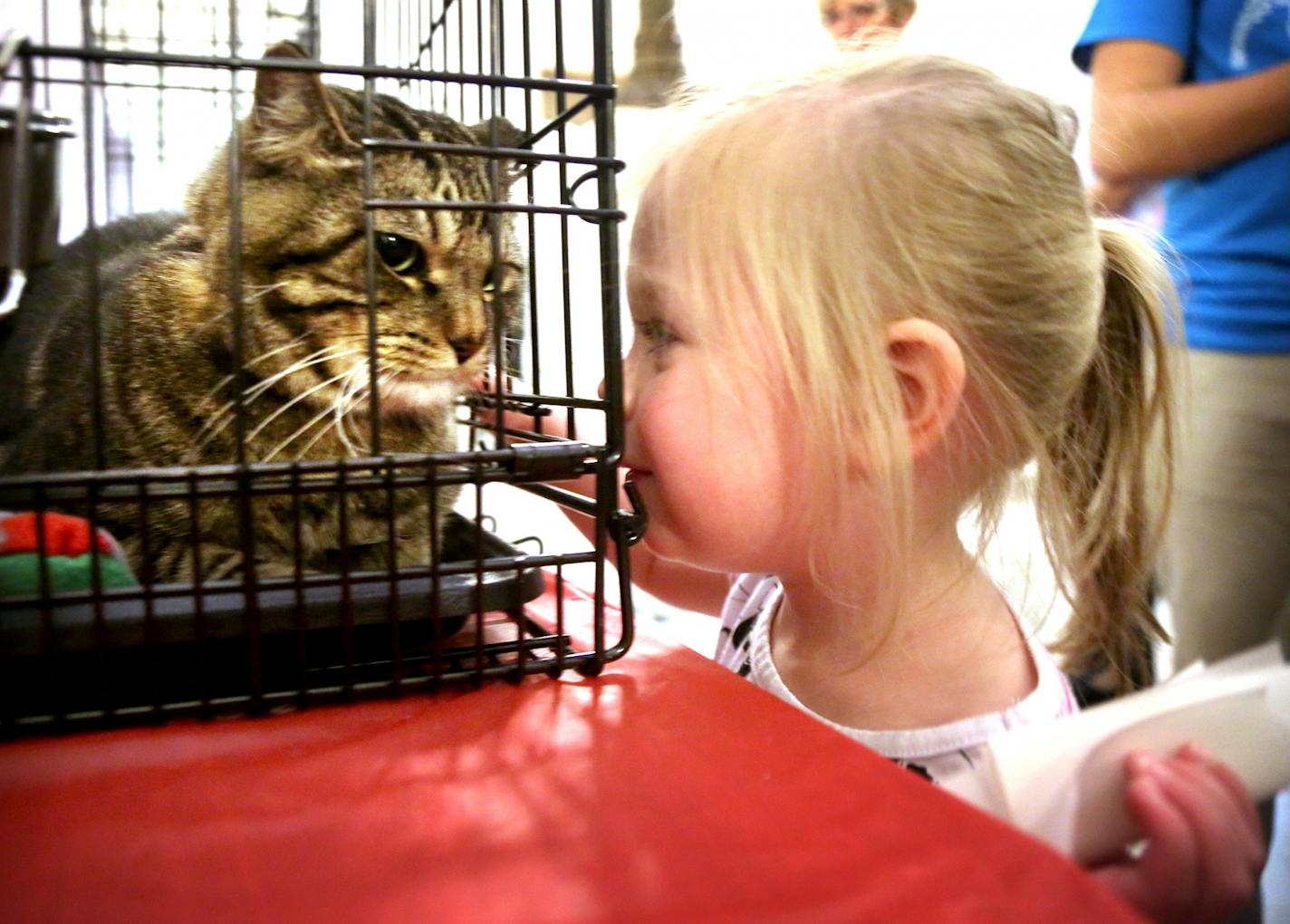 Arya Vrchota, 3, of Burnsville, seemed to bond with Wallace the cat Tuesday, June 27, in the Minneapolis City Hall rotunda in Minneapolis.