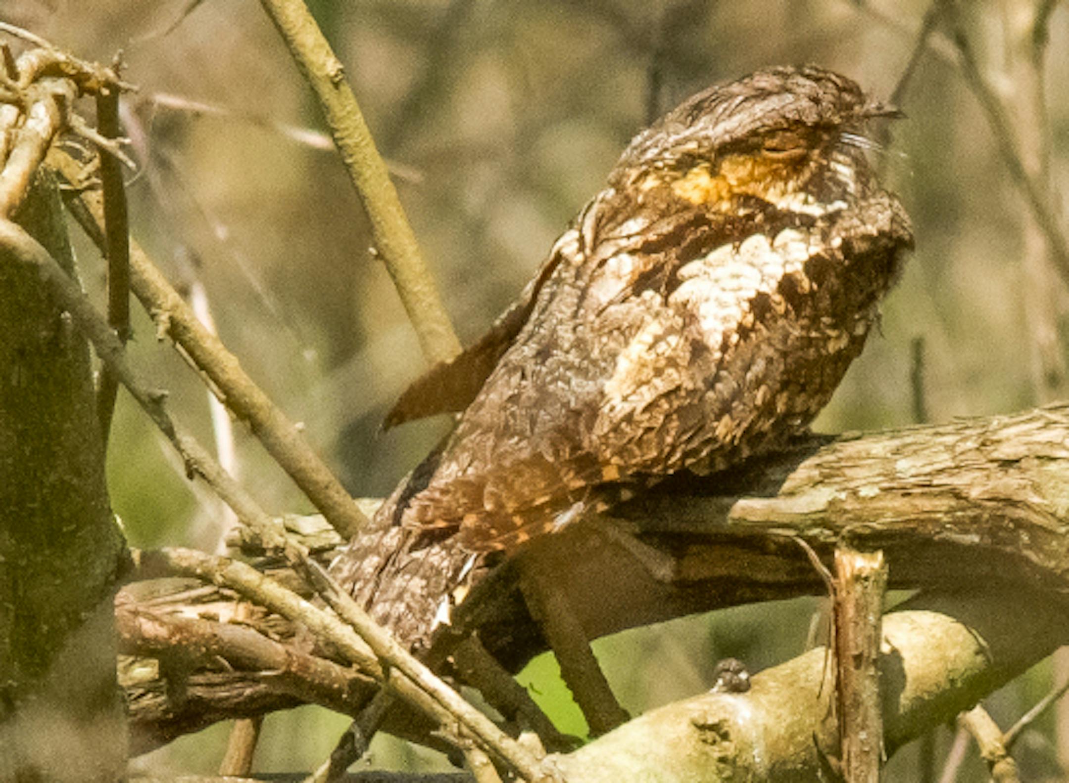 Easterm whip-poor-will credit: Istock