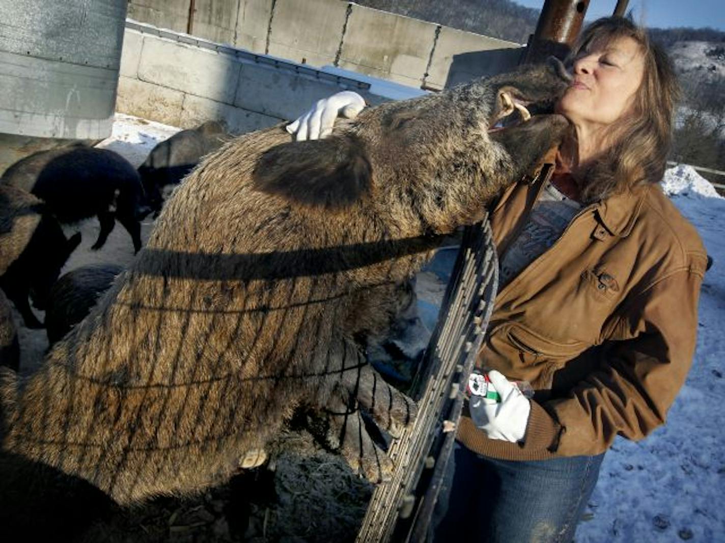 "Isn't he beautiful?" Valerie Fogel gets affectionate with Lloydie, her 3-year-old, 300-pound Russian wild boar.