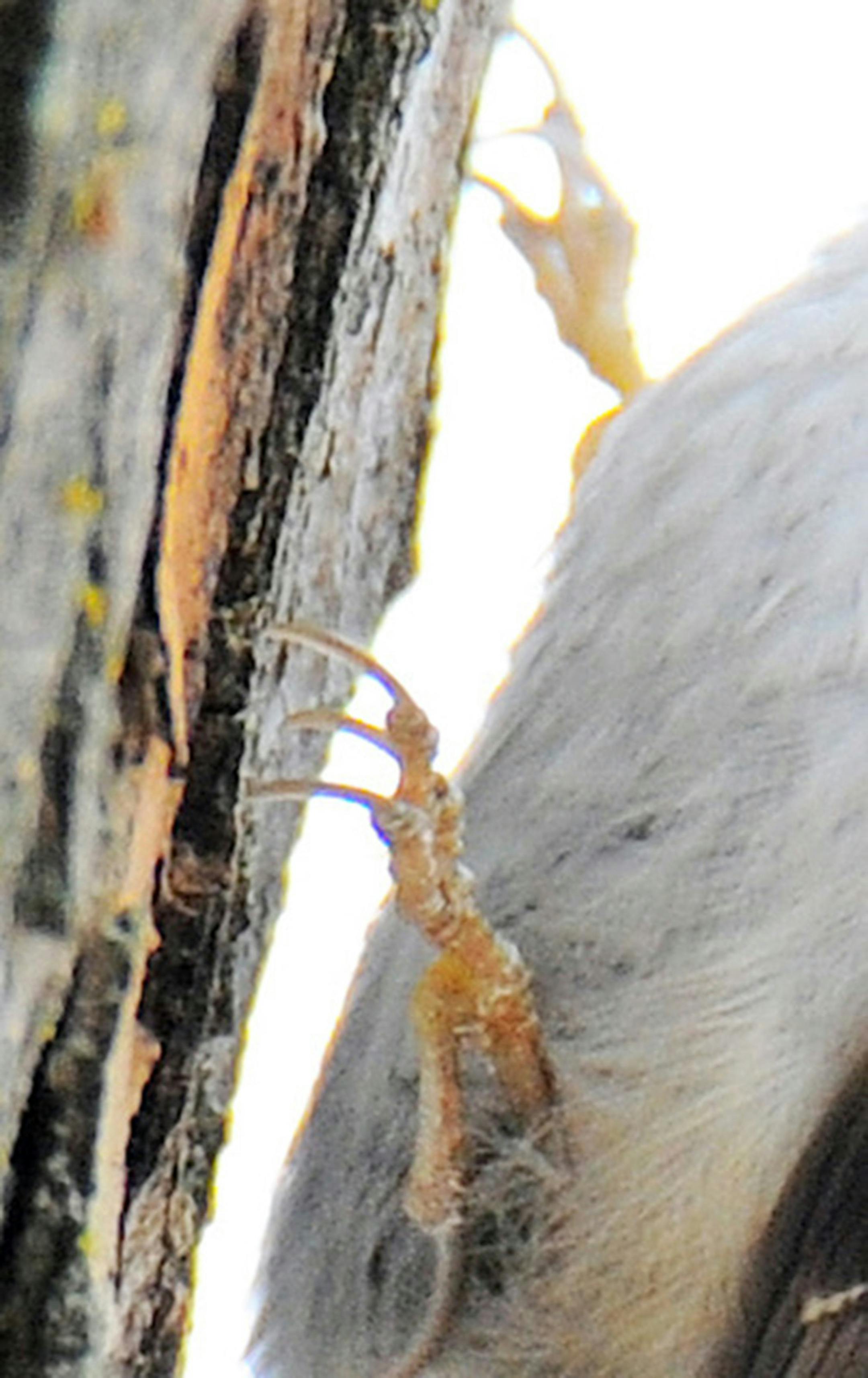 Needle toes give the brown creeper solid purchase on tree bark as it searches for insects.