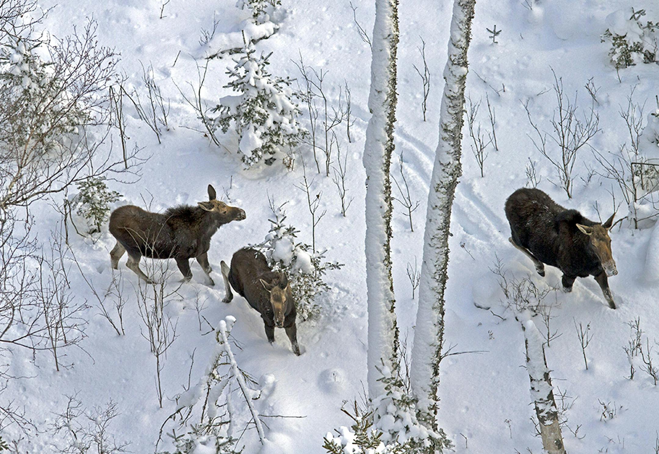 January 2013: A female moose and her 9-month-old twin calves on Isle Royale in Michigan.