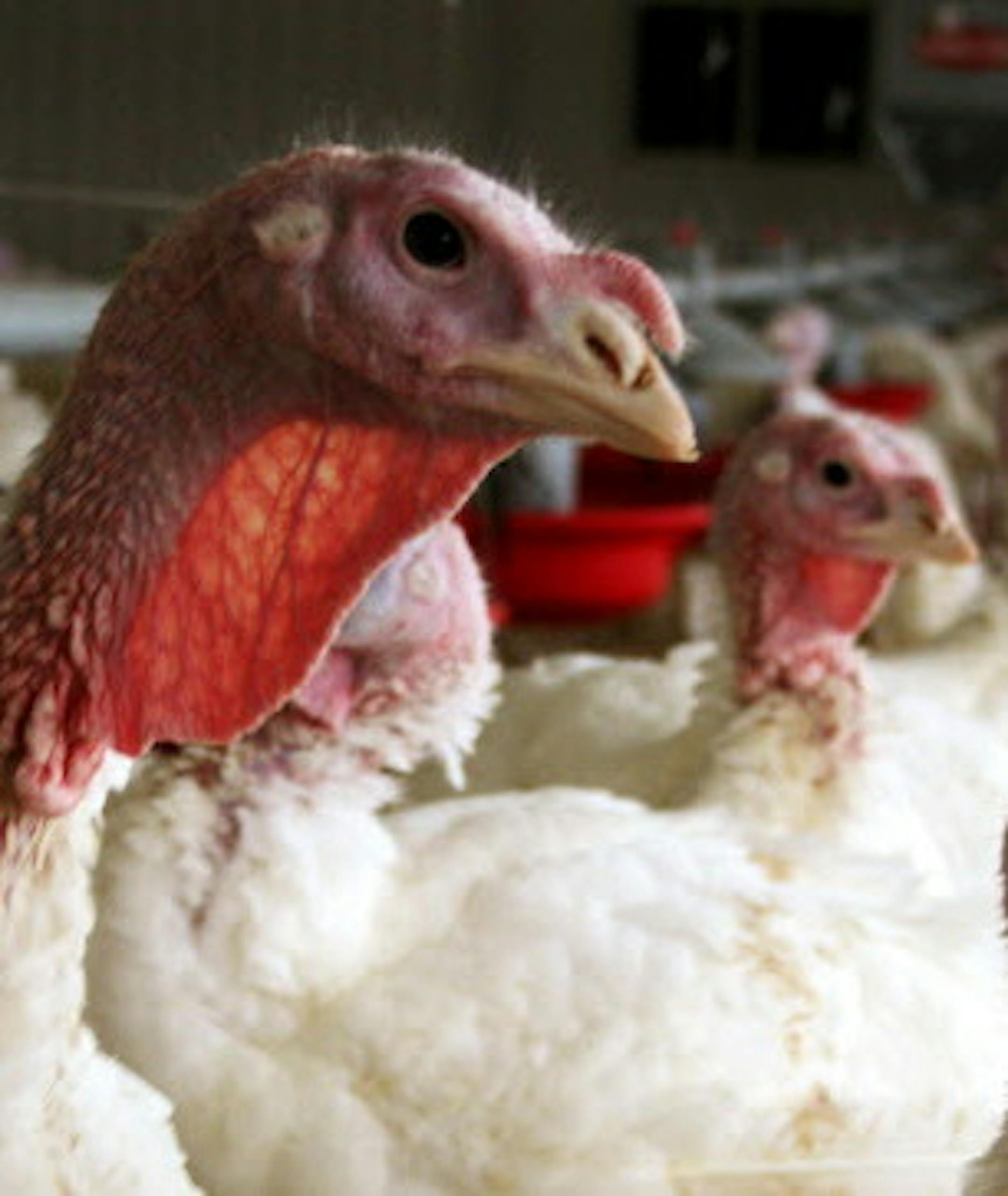 In this 2012 photo provided by Bethany Hahn is a flock of turkeys at a Minnesota poultry farm. Midwestern states are struggling to contain a virulent strain of bird flu that has doomed millions of turkeys and chickens since March. (Bethany Hahn via AP)