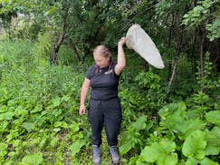 Kylie Rich-Vetsch of the Metropolitan Mosquito Control District sweeps her net in all directions to catch mosquitoes in Oakdale on June 17. JOHN NGUYE