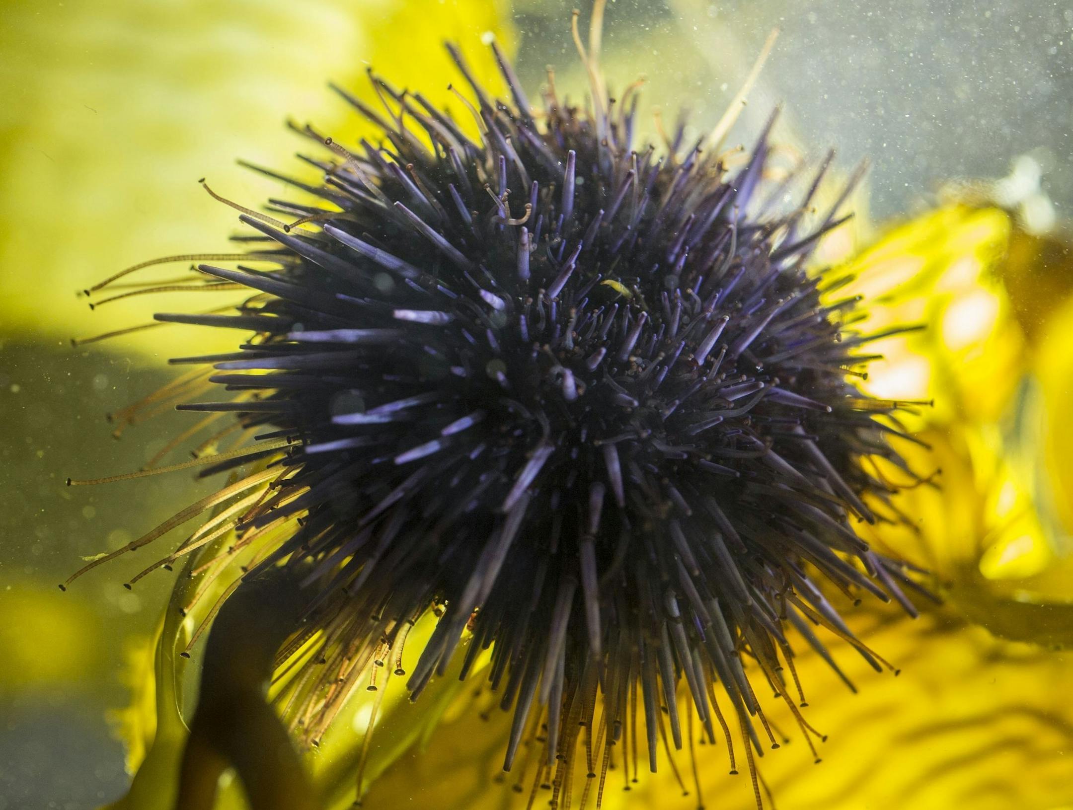 A sea urchin sits in a tank at the University of California-Santa Barbara marine science building where scientists study the creatures' adaptation to ocean acidification. (Steve Ringman/Seattle Times/MCT)