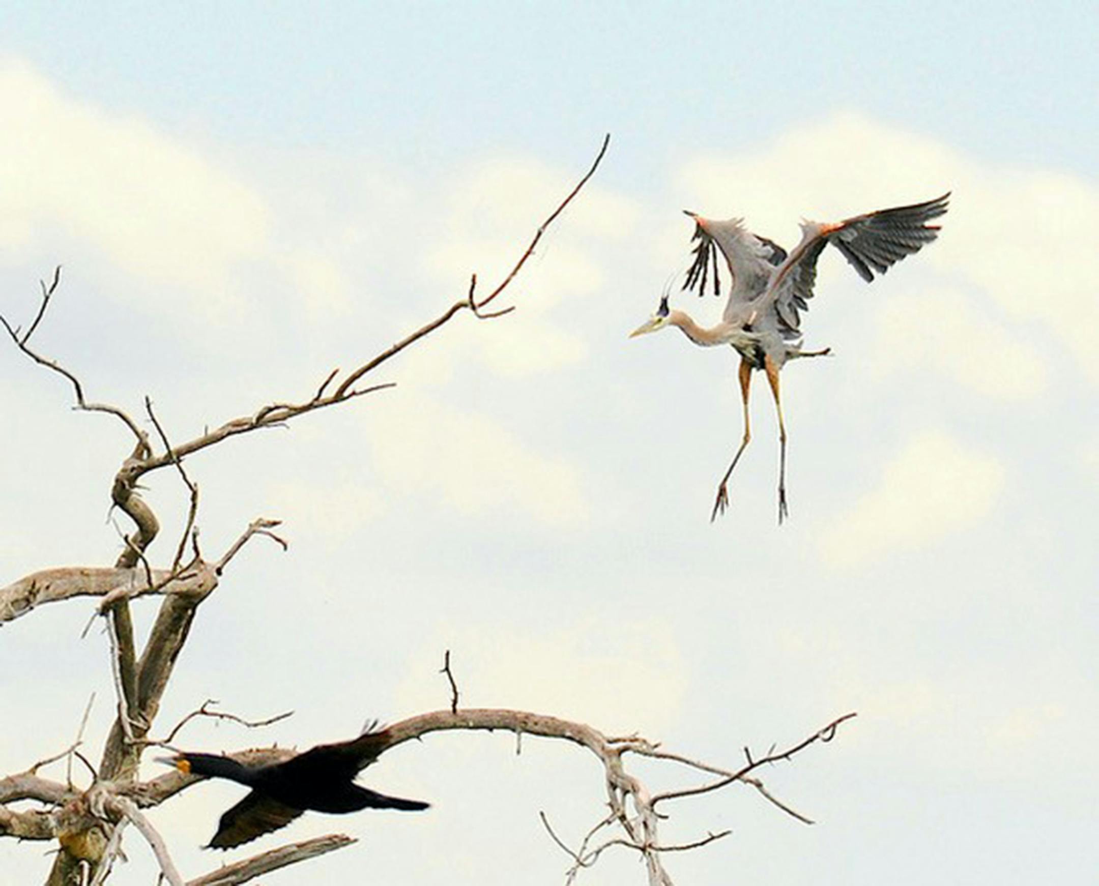 Great blue heron. Jim Williams photo