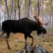 The image of this bull moose was captured by a trail camera.