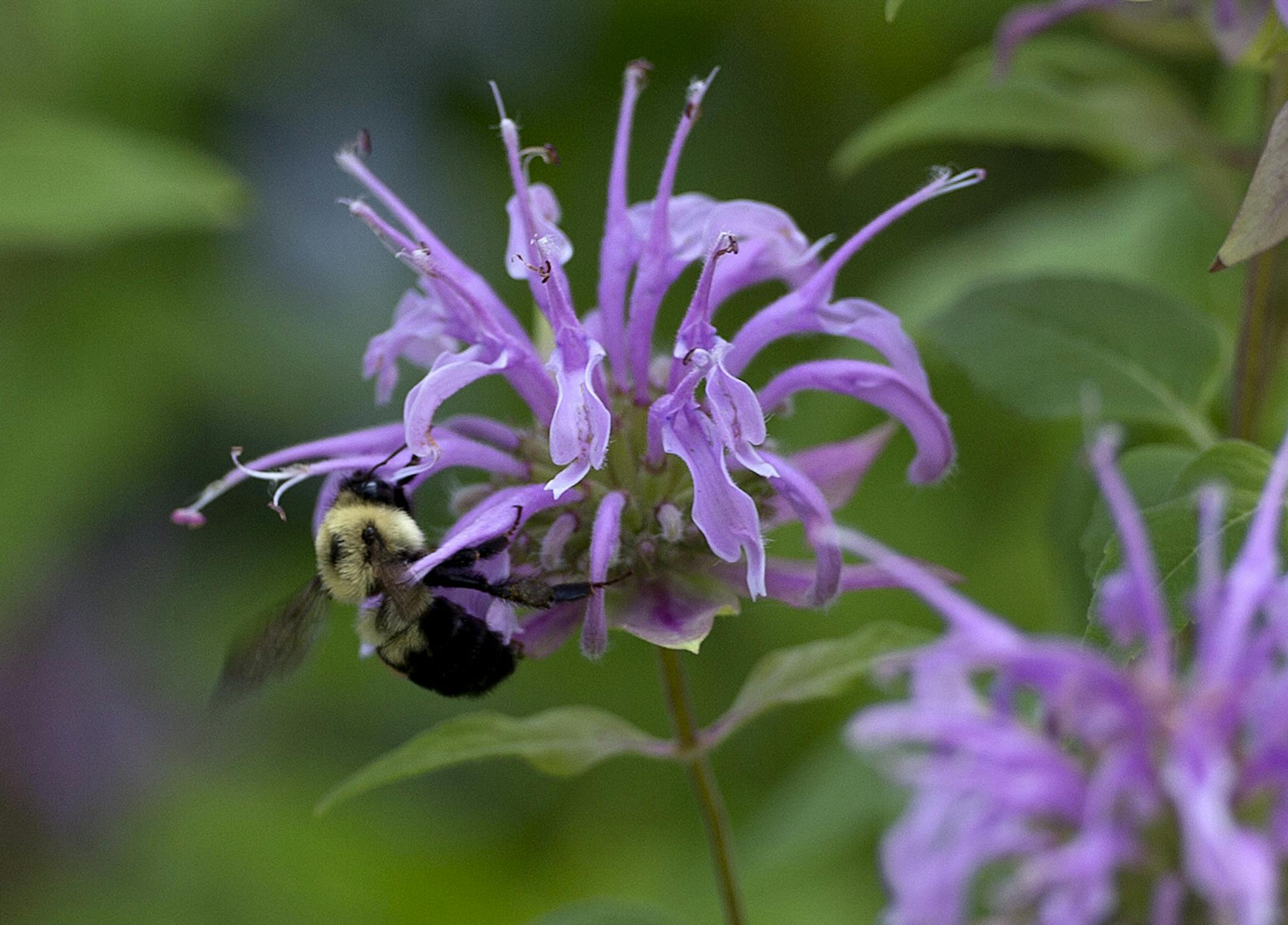 Unlike the honeybees, bumblebees don’t try Gens’ birdbaths.