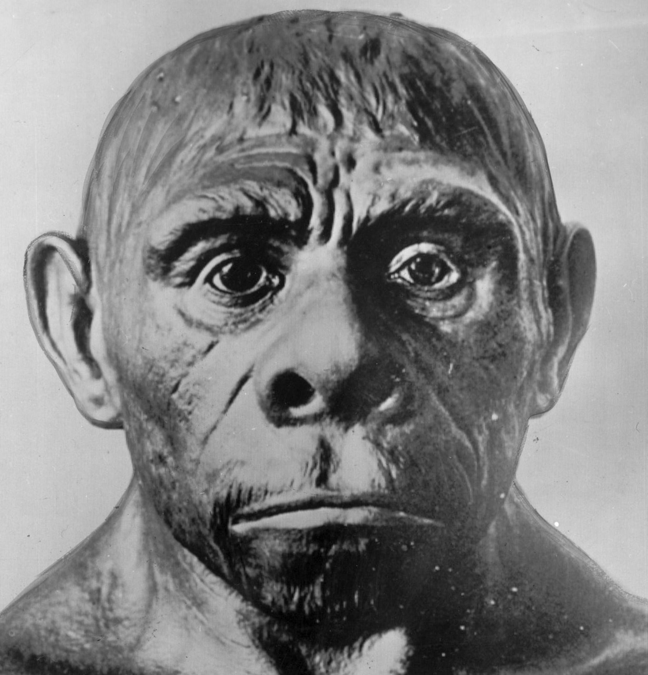 Homo Neandertalensis, or Neanderthal man. File photo. (He dropped by the AP Studio some years ago for a mug portrait. Lo & behold we still have a copy.)