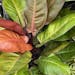 Philodendron is a low-maintenance tropical plant option.