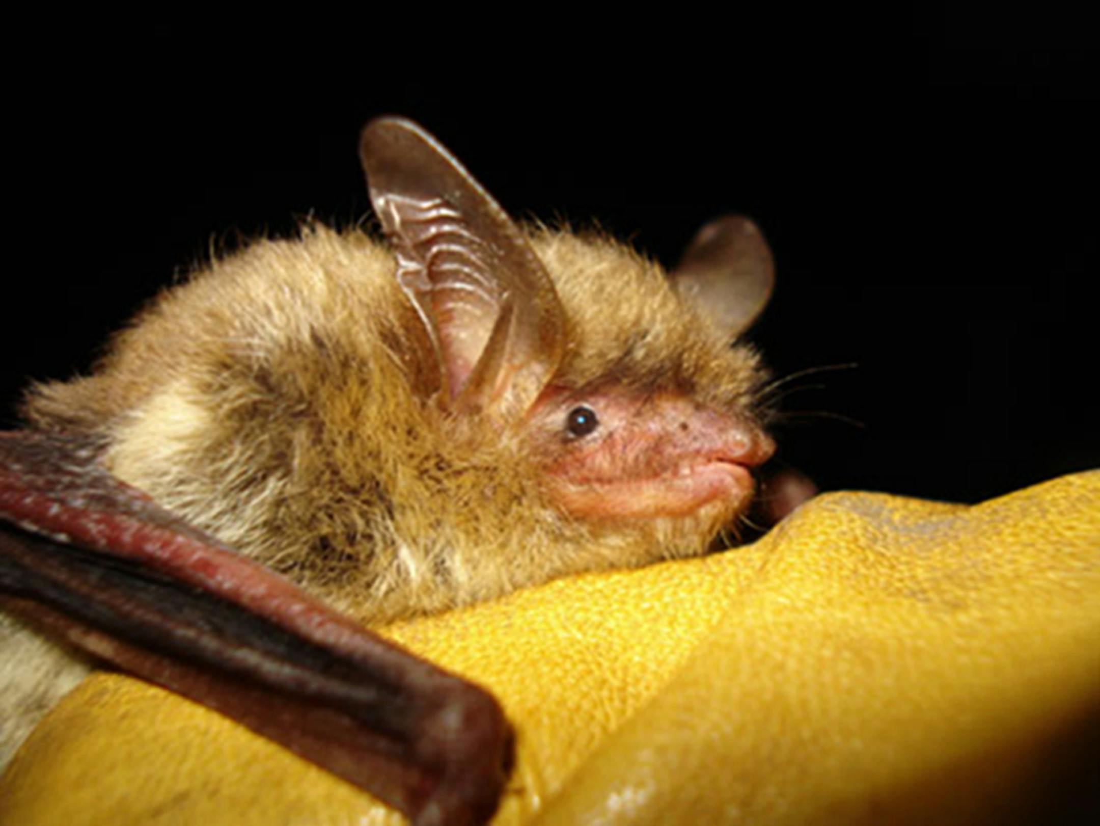 This undated file photo provided by the Wisconsin Department of Natural Resources shows a northern long-eared bat. Many forest and wildlife associations have concluded that the bat shouldn't be declared an endangered species.