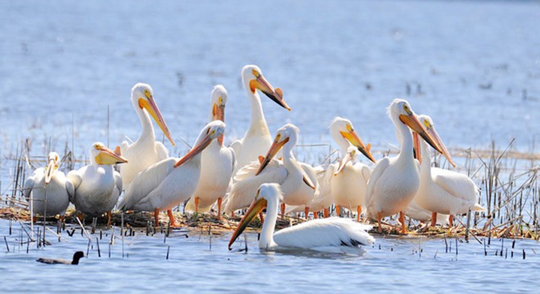A group of pelicans take a break to rest and preen.
