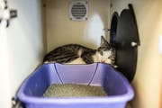 A change in environment causes stress for cats. It's common to find kitties at rescue centers cozying up inside or near their litter box, where the sm